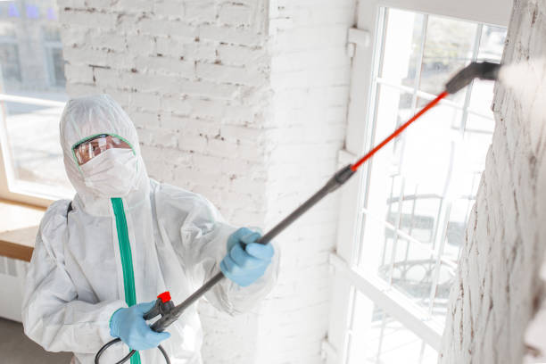 Trusted Tiptonville, TN Mold Removal Experts